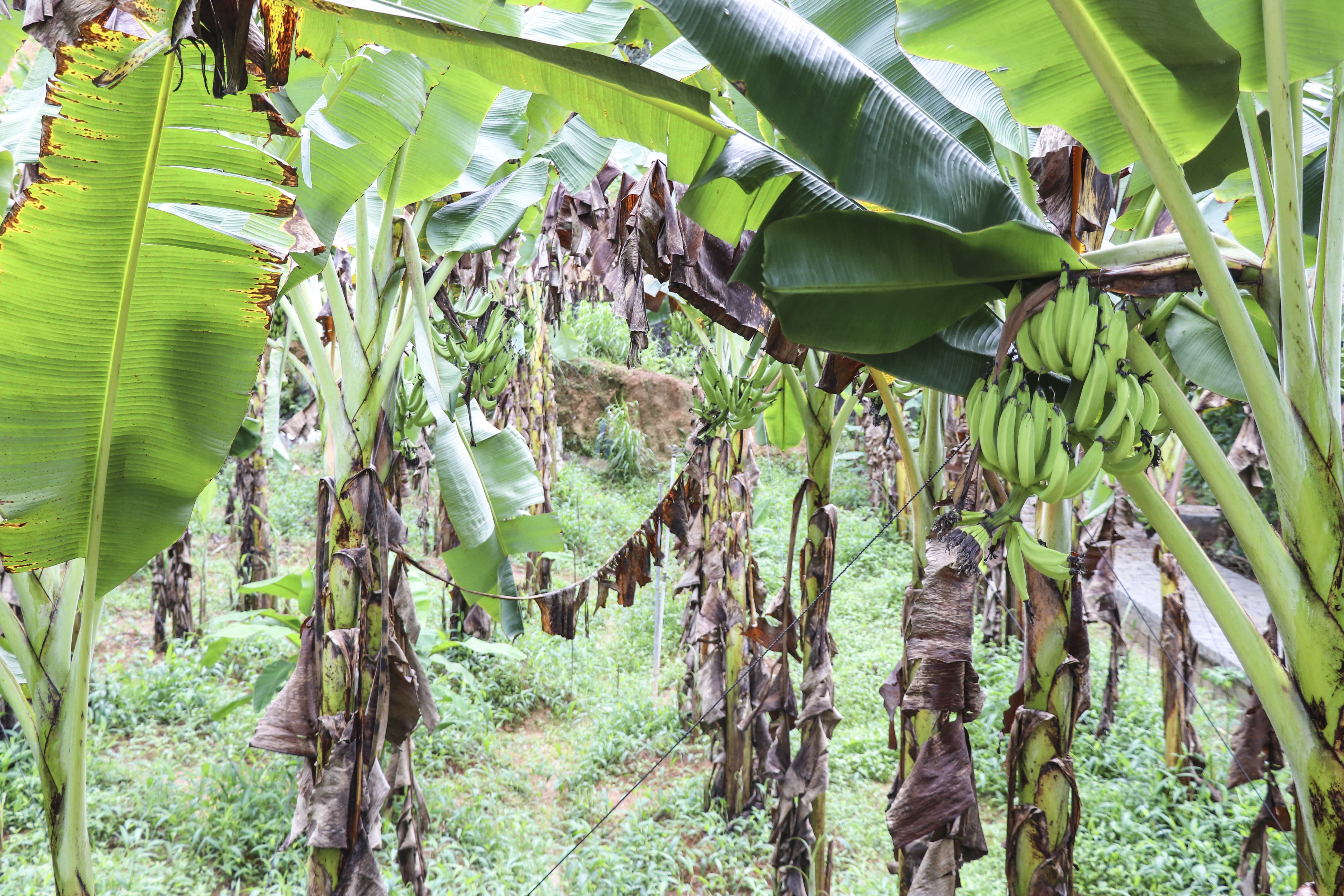 Green Vegetable Cultivation